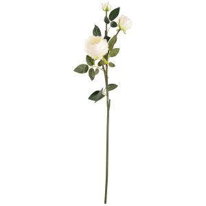 elizabeth garden rose spray white