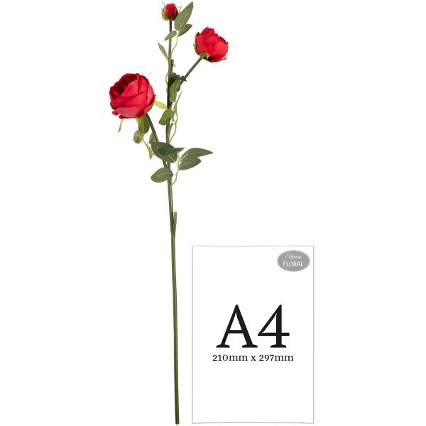 elizabeth garden rose spray red