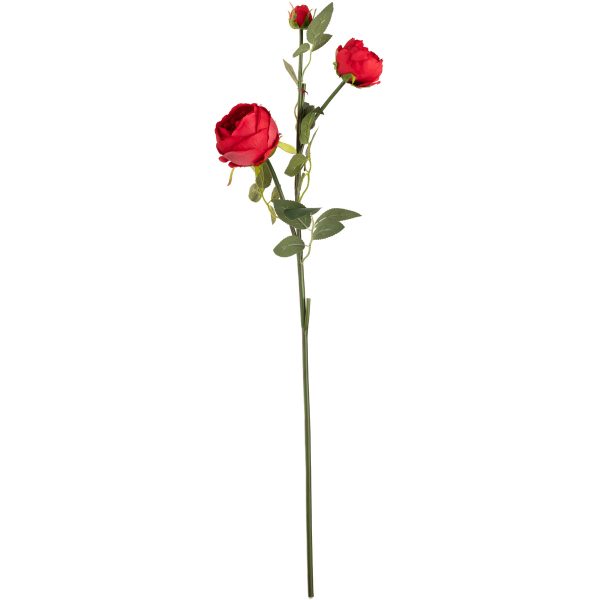 elizabeth garden rose spray red