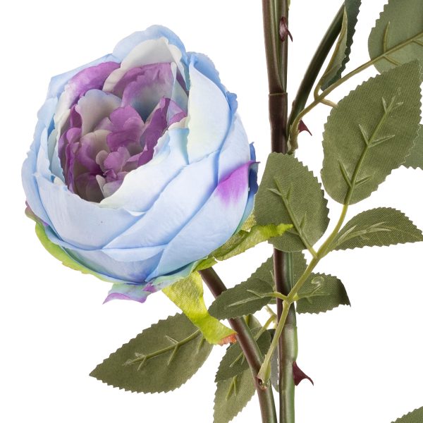 elizabeth garden rose spray blue