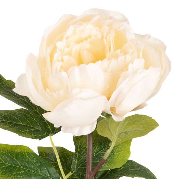 aurora peony ivory