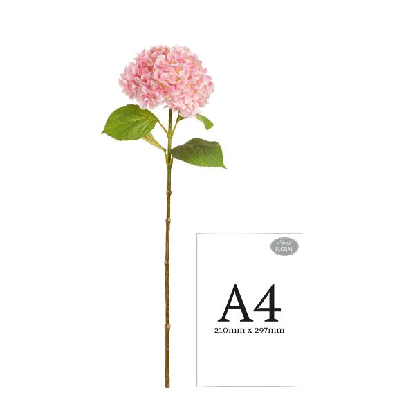 hydrangea stem pink