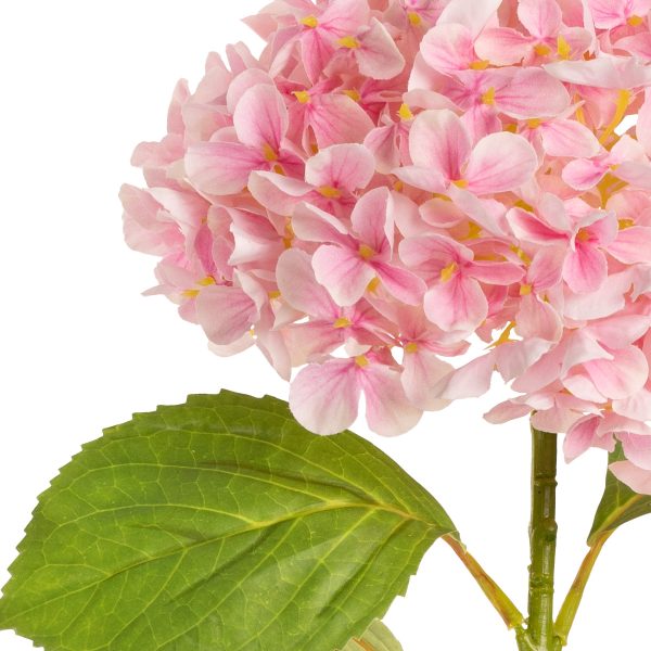 hydrangea stem pink