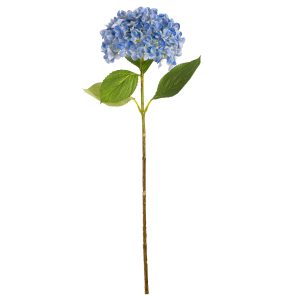 hydrangea stem light blue