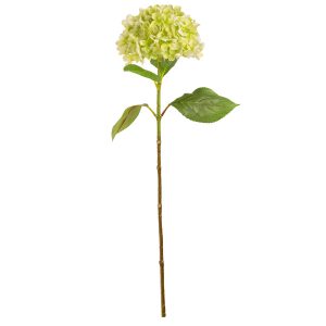 hydrangea stem green