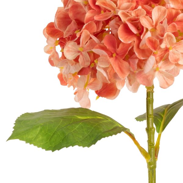 hydrangea stem coral