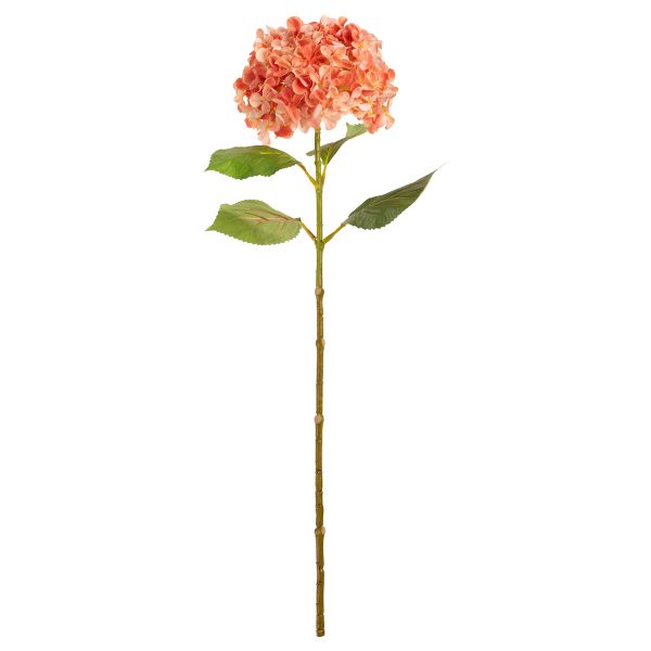 hydrangea stem coral