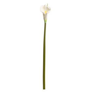 calla lily white