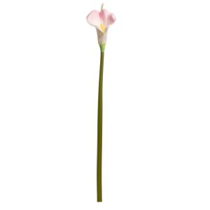 calla lily pink