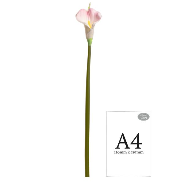 calla lily pink