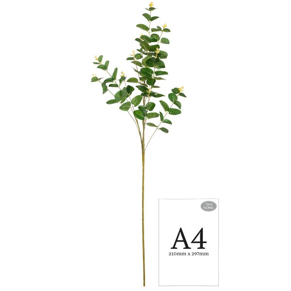 eucalyptus-stem-dark-green