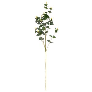 eucalyptus stem green