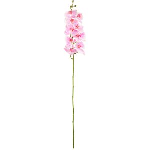 phaleonopsis orchid white pink