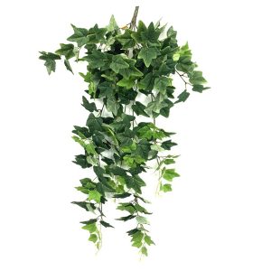 English Ivy Bush