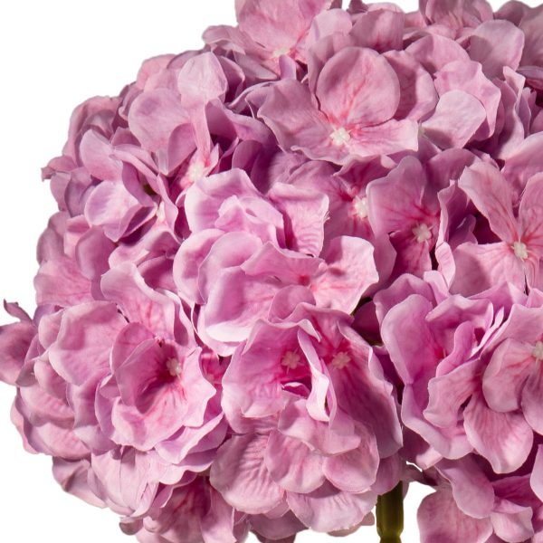 Hydrangea Two Tone Pink