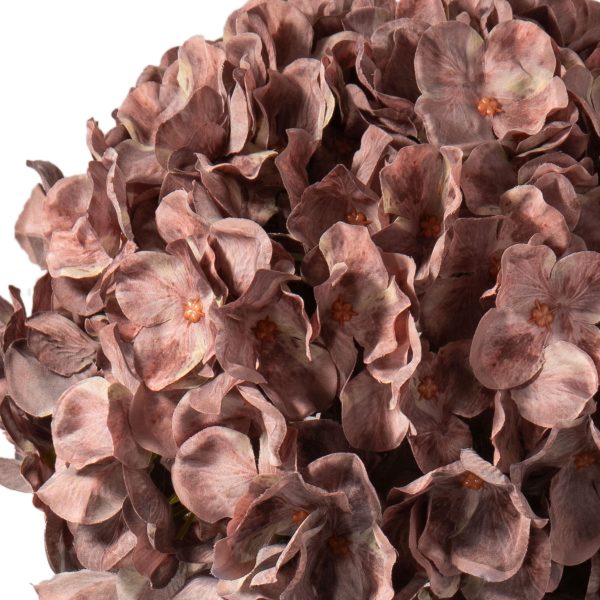 Hydrangea Dusky Pink Close