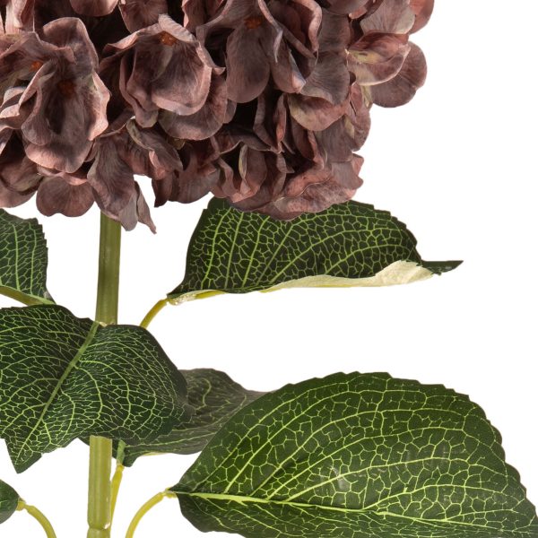 Hydrangea Dusky Pink Close