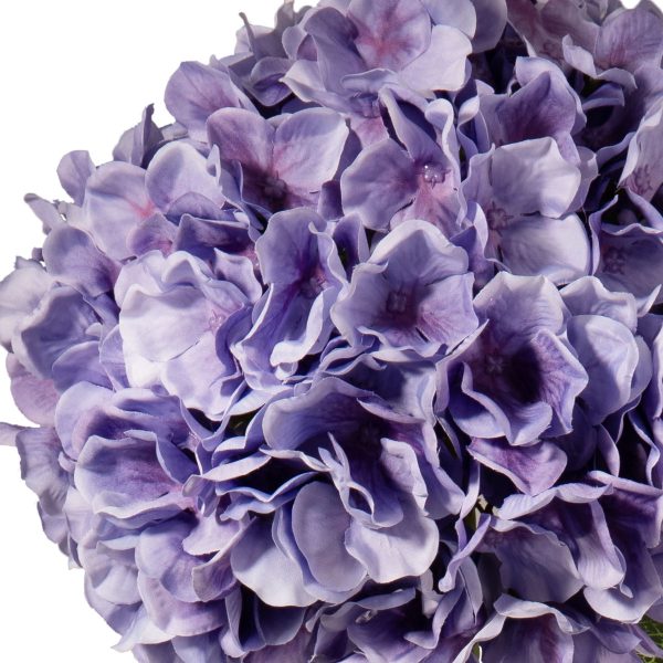 Hydrangea Lavender Close