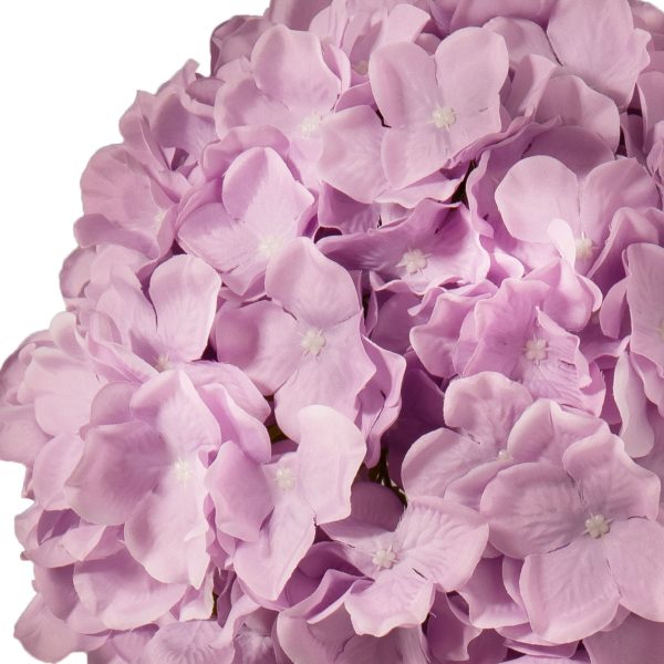 Hydrangea Lilac Close