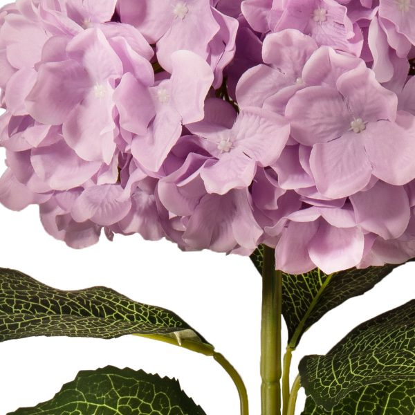 Hydrangea Lilac Close