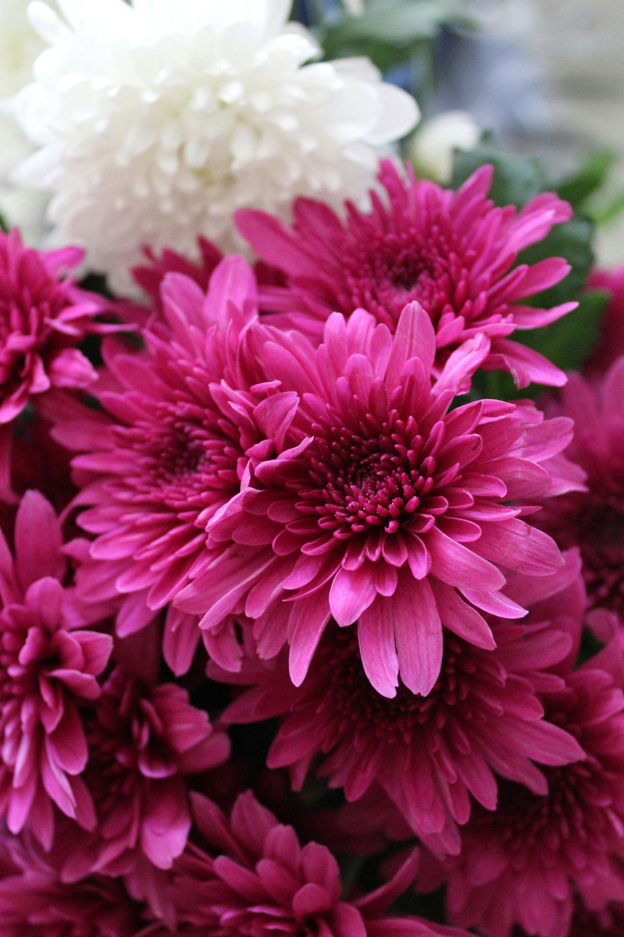 Chrysanthemum Category