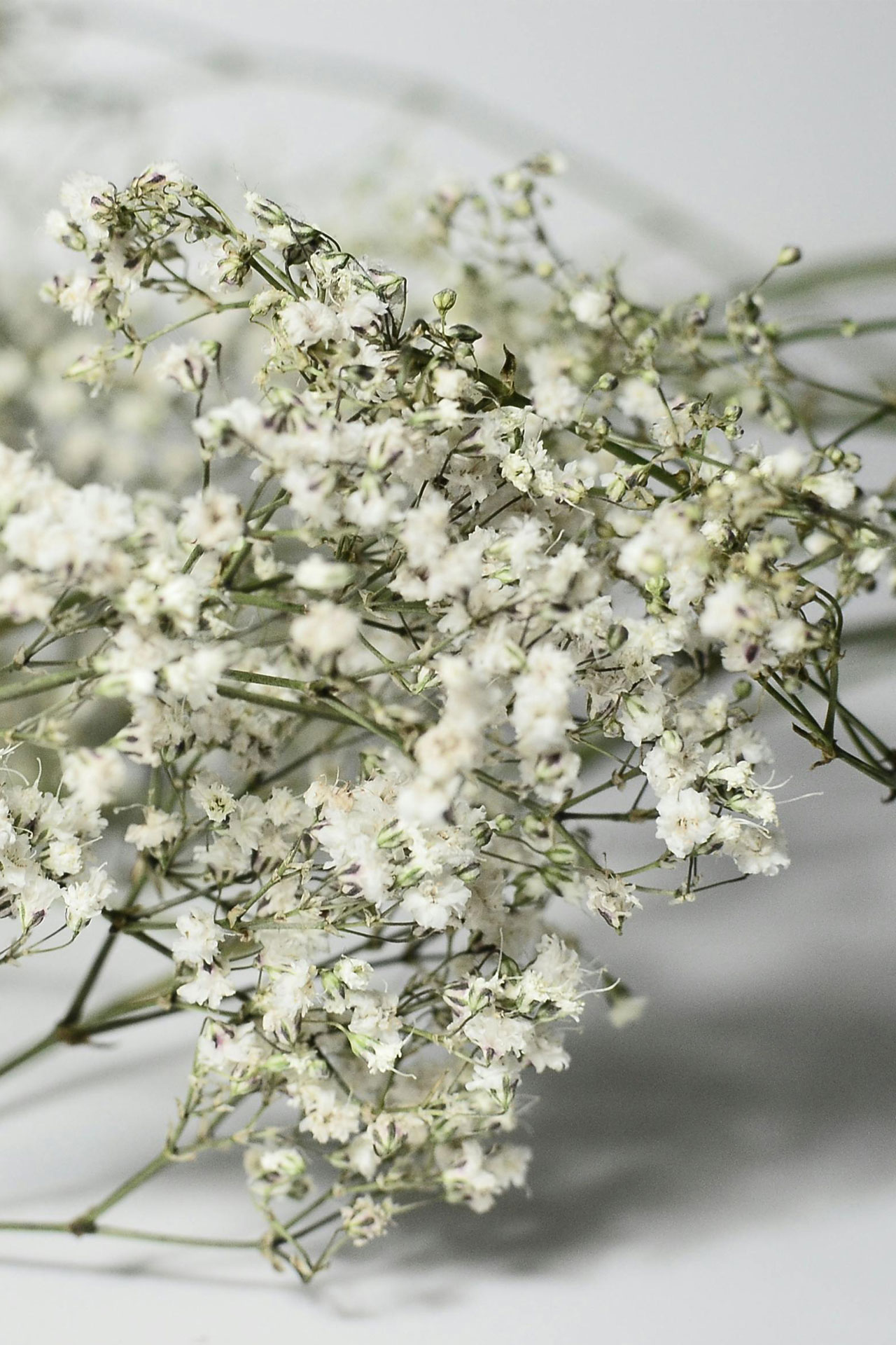 Gypsophila