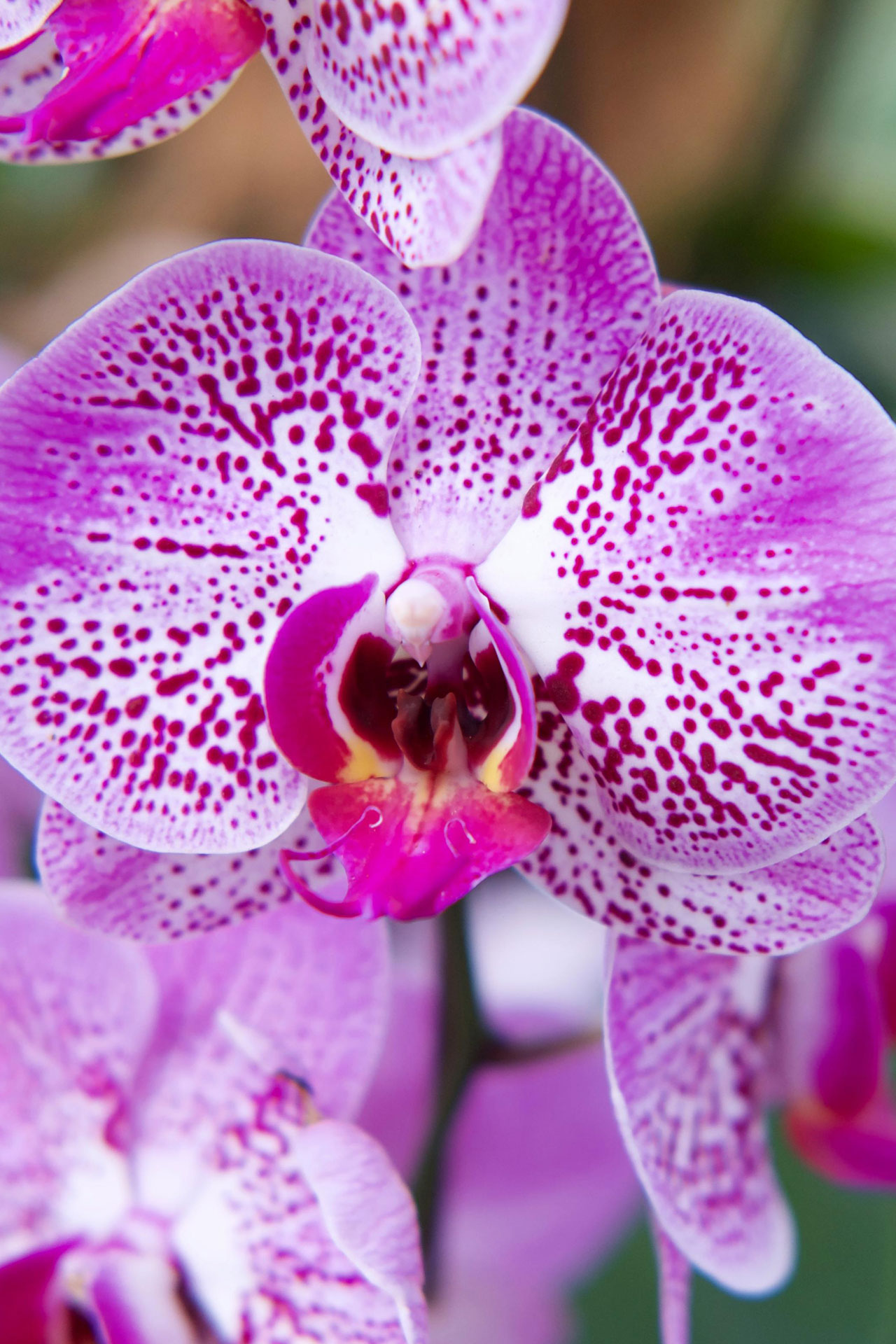 Orchid