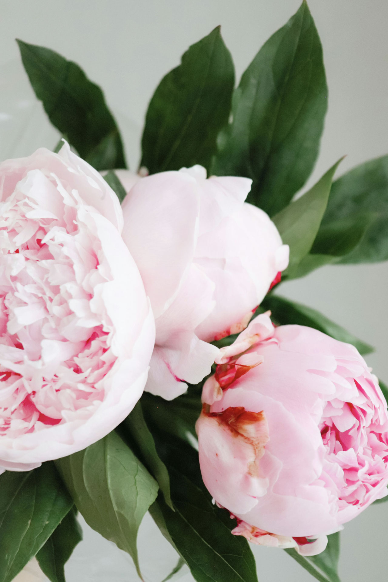 Peony Category