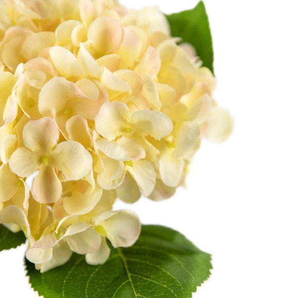 Small Head Hydrangea Cream/Pink