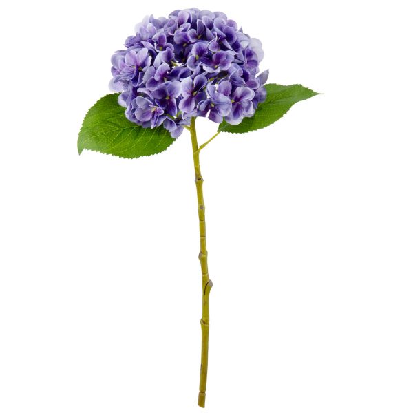 Hydrangea Lavender