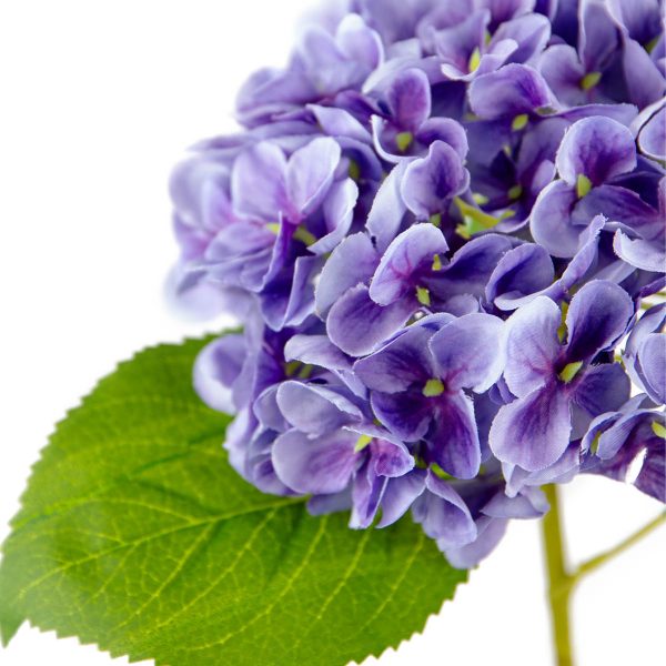 Hydrangea Lavender