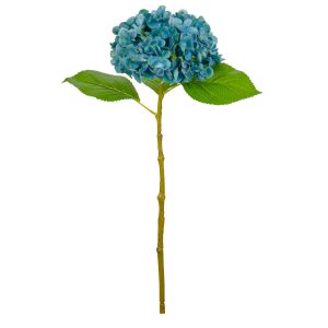 Small Head Hydrangea Blue Green