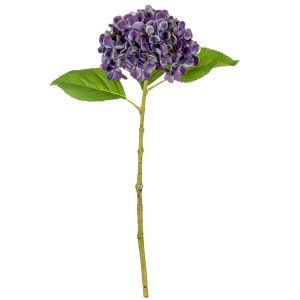 Small Head Hydrangea Blueberry