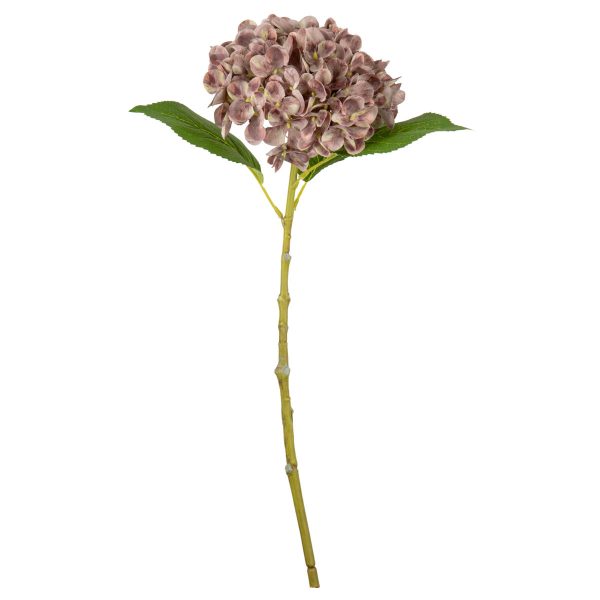 Small Head Hydrangea Dusky Pink