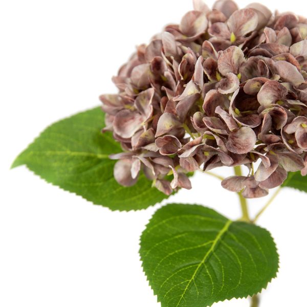 Small Head Hydrangea Dusky Pink