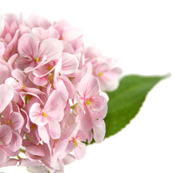 Small Head Hydrangea Light Pink